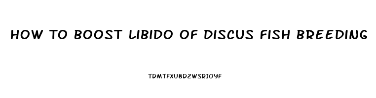 How To Boost Libido Of Discus Fish Breeding