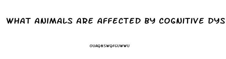 What Animals Are Affected By Cognitive Dysfunction