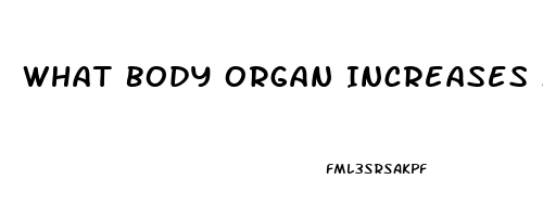 What Body Organ Increases Male Libido