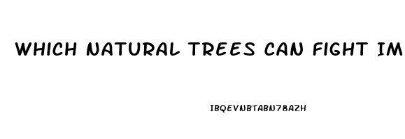 Which Natural Trees Can Fight Impotence