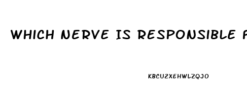 Which Nerve Is Responsible For Erectile Dysfunction