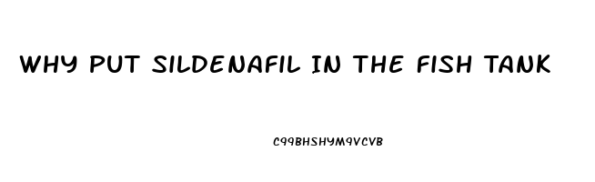 Why Put Sildenafil In The Fish Tank