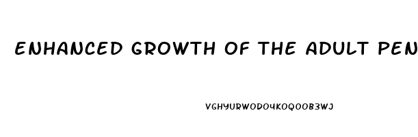 enhanced growth of the adult penis with vitamin d 3